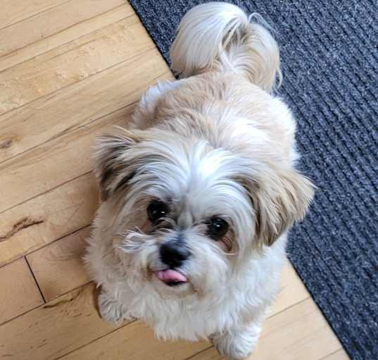 Photo of Buddy