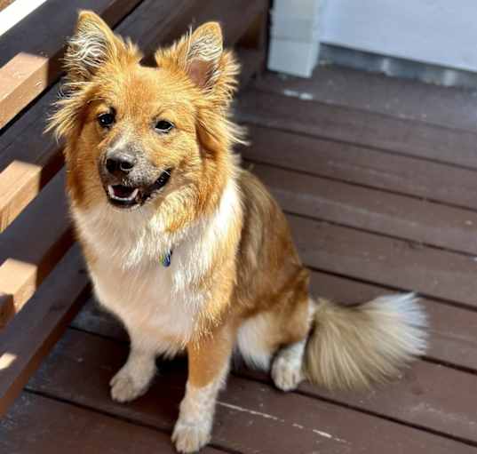 Photo of Eevee