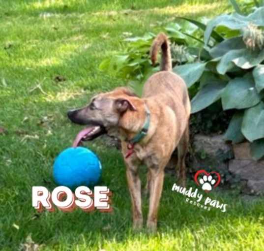 Photo of Castaways Litter: Rose