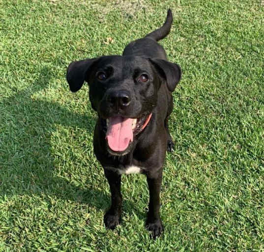 Photo of Milo