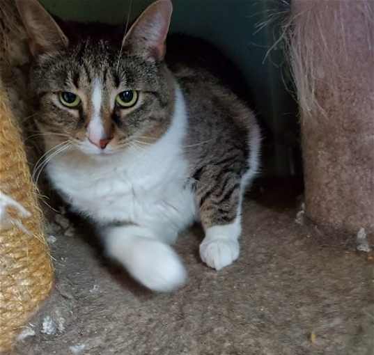 Photo of Cats