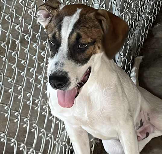 Photo of Koopa
