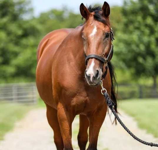 Photo of Cheetoz Debutante