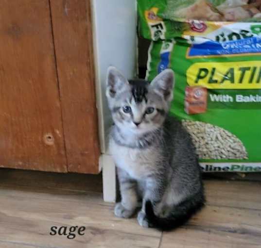 Photo of sage