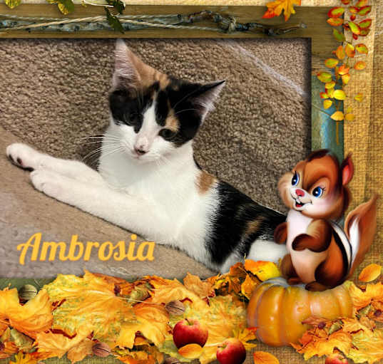 Photo of Ambrosia