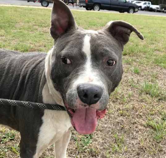 Photo of Goliath