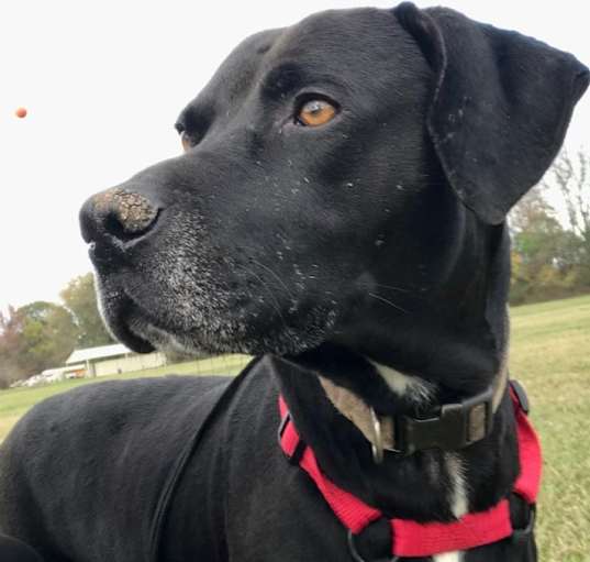 Photo of Max