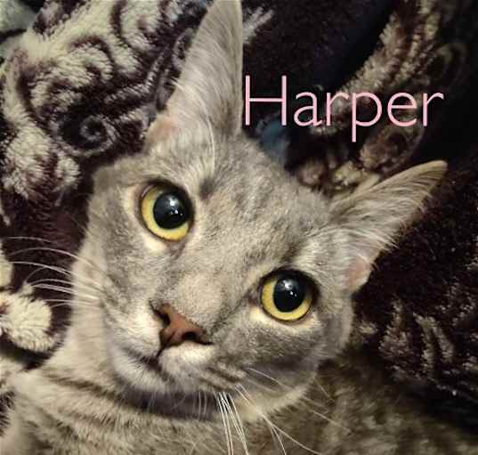 Photo of Harper