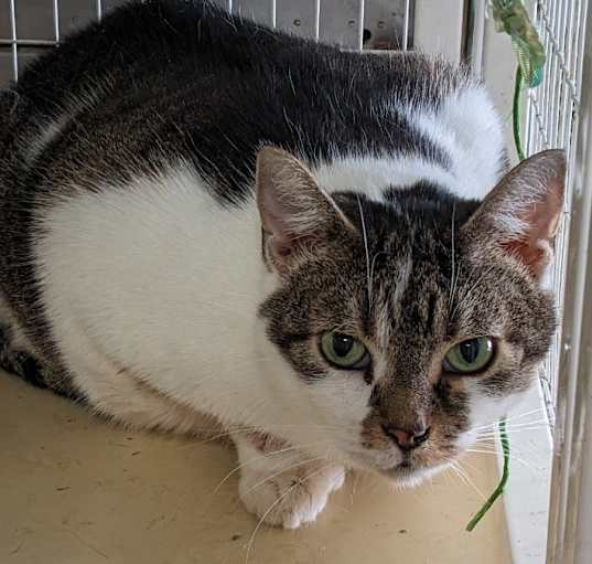 Photo of Mittens