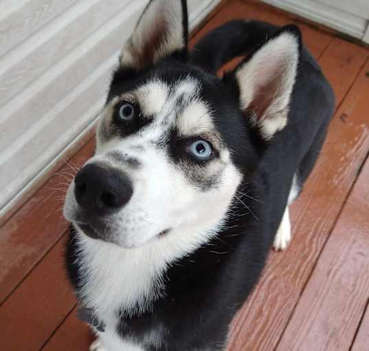 Photo of Goose