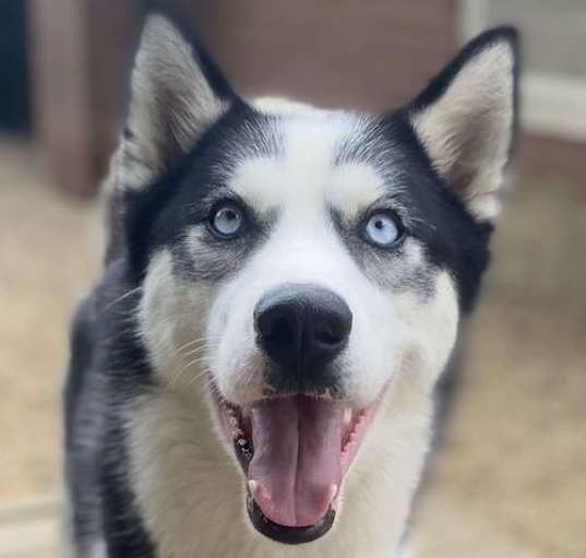 Photo of Meeko