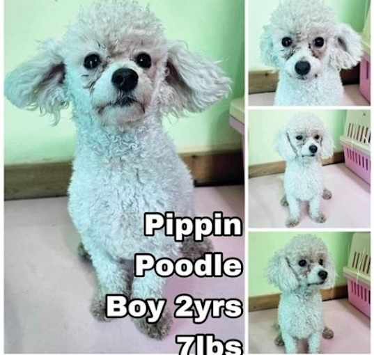 Photo of Pippin from Korea