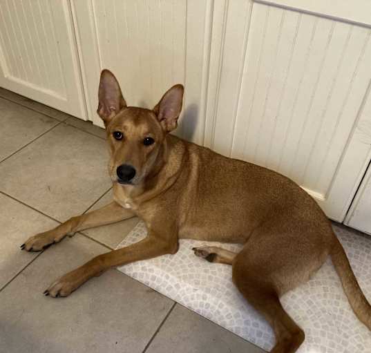 Photo of Nymeria