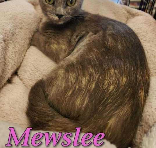 Photo of Mewslee