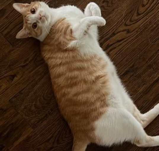 Photo of Owen