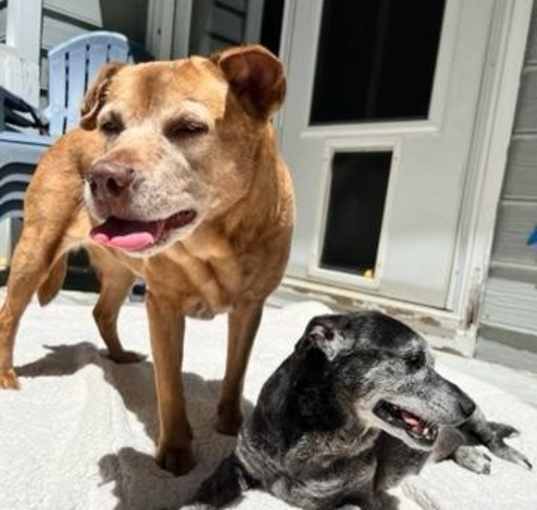 Photo of Shadow & Sandy BONDED PAIR