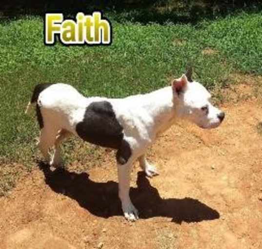 Photo of Faith