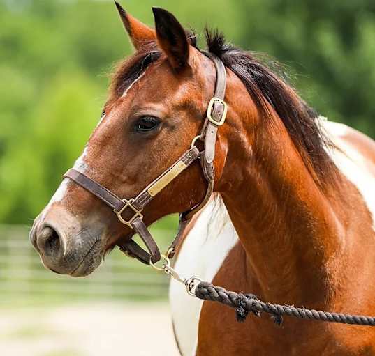 Photo of Snickers