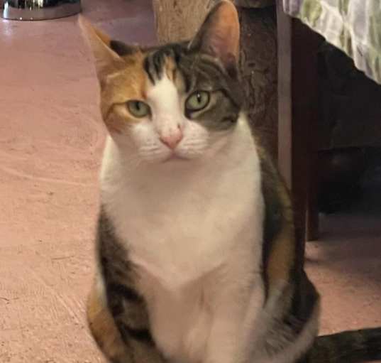 Photo of Diva