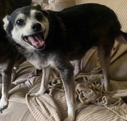 Photo of Bruno