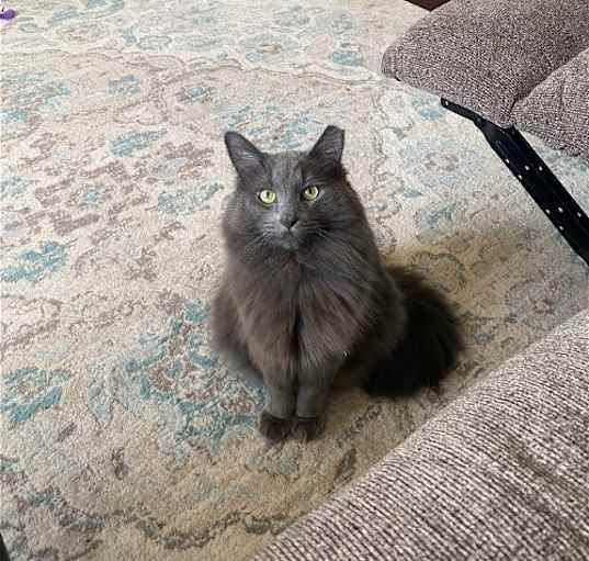 Photo of Stella