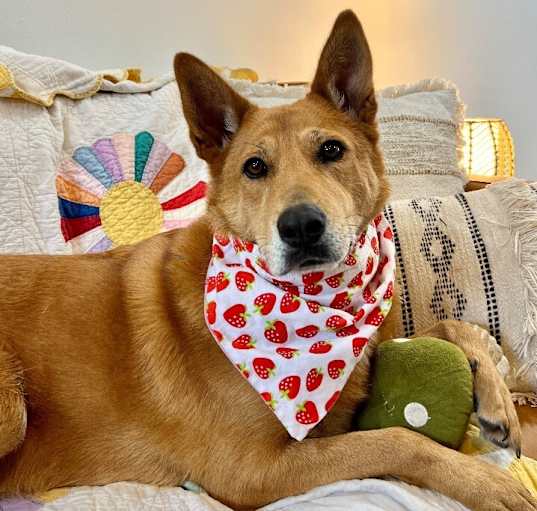 Photo of Ruby the Wiggly Smiling Joyful Relaxed Girl