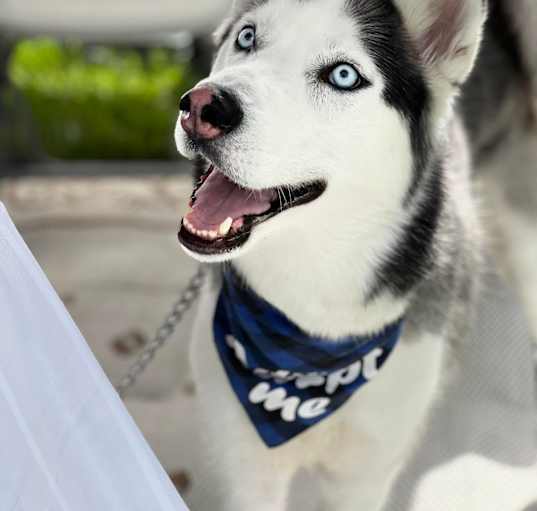 Photo of Dasher