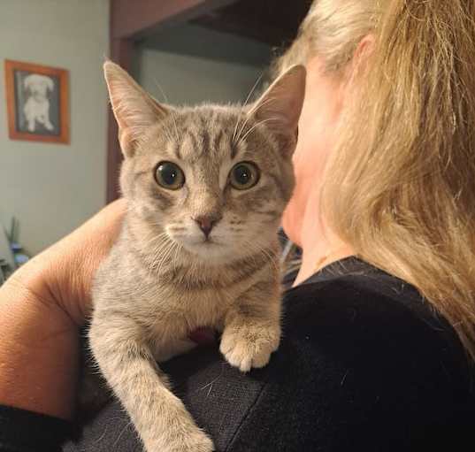 Photo of Stormi (Barn Cat)