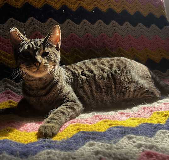 Photo of Penny