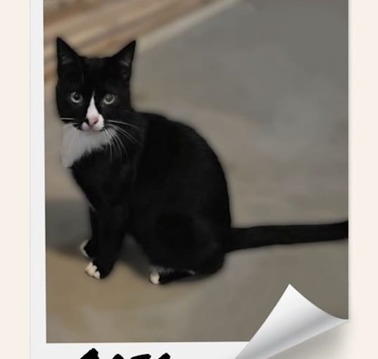 Photo of OREO