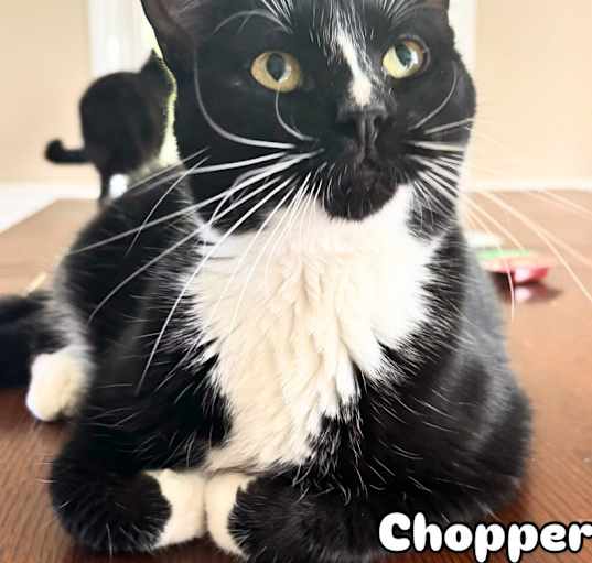 Photo of CHOPPER