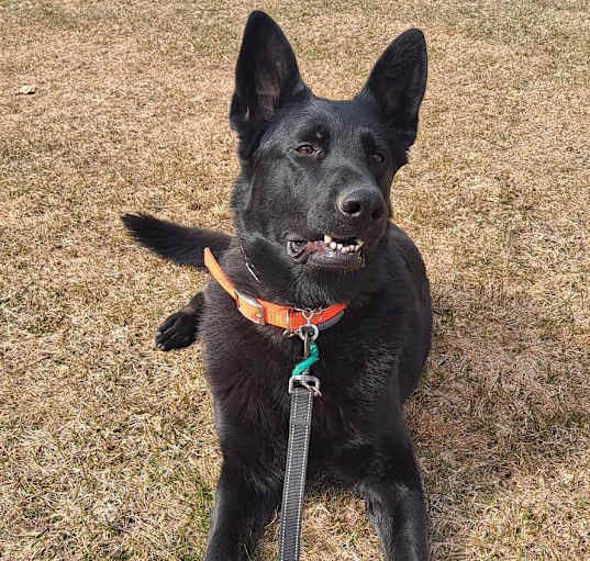 Photo of Finn