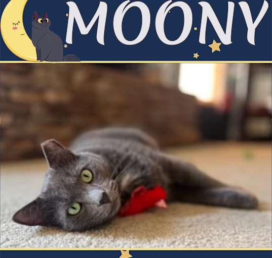 Photo of Moony