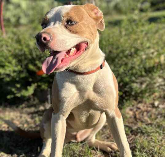 Photo of Ripley