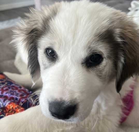 Photo of Roxy