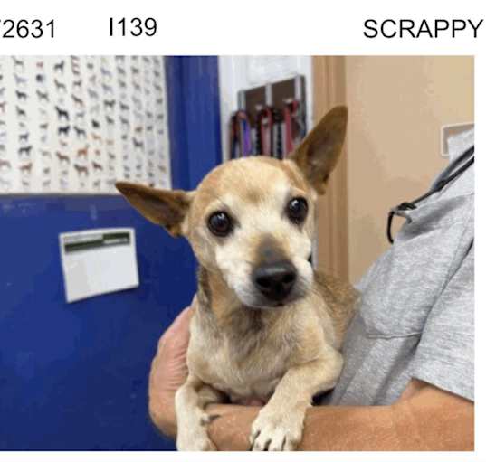 Photo of Scrappy