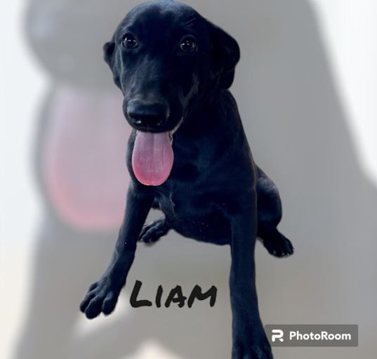 Photo of Liam