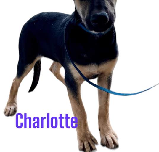 Photo of Charlotte