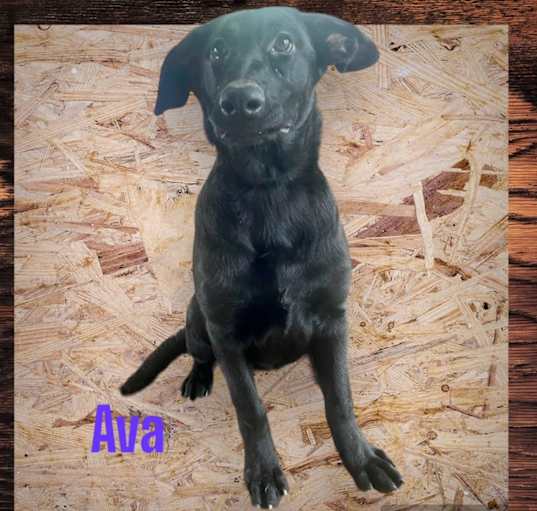 Photo of Ava