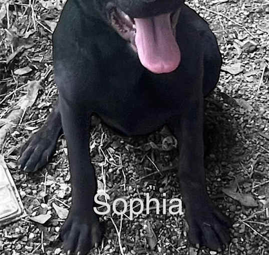Photo of Sophia