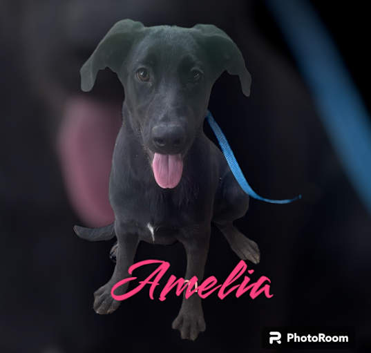 Photo of Amelia