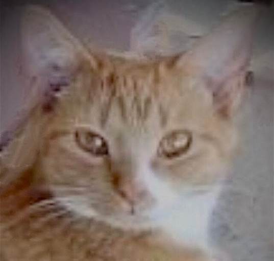 Photo of TUTULI