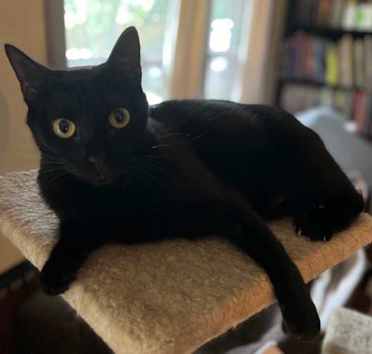 Photo of Onyx