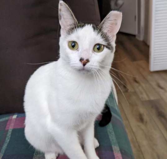Photo of Athena