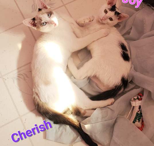 Photo of Cherish & Joy