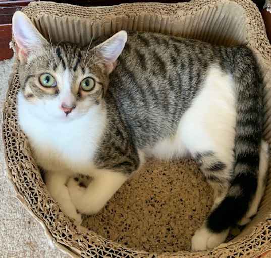 Photo of Smokey (bonded to Waffles)