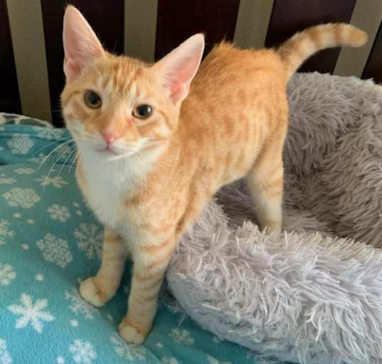 Photo of Waffles (bonded to Smokey)
