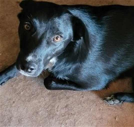 Photo of Doody aka Dodie