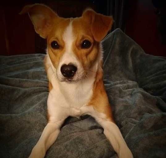 Photo of Bruno
