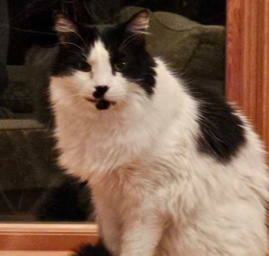 Photo of Felix